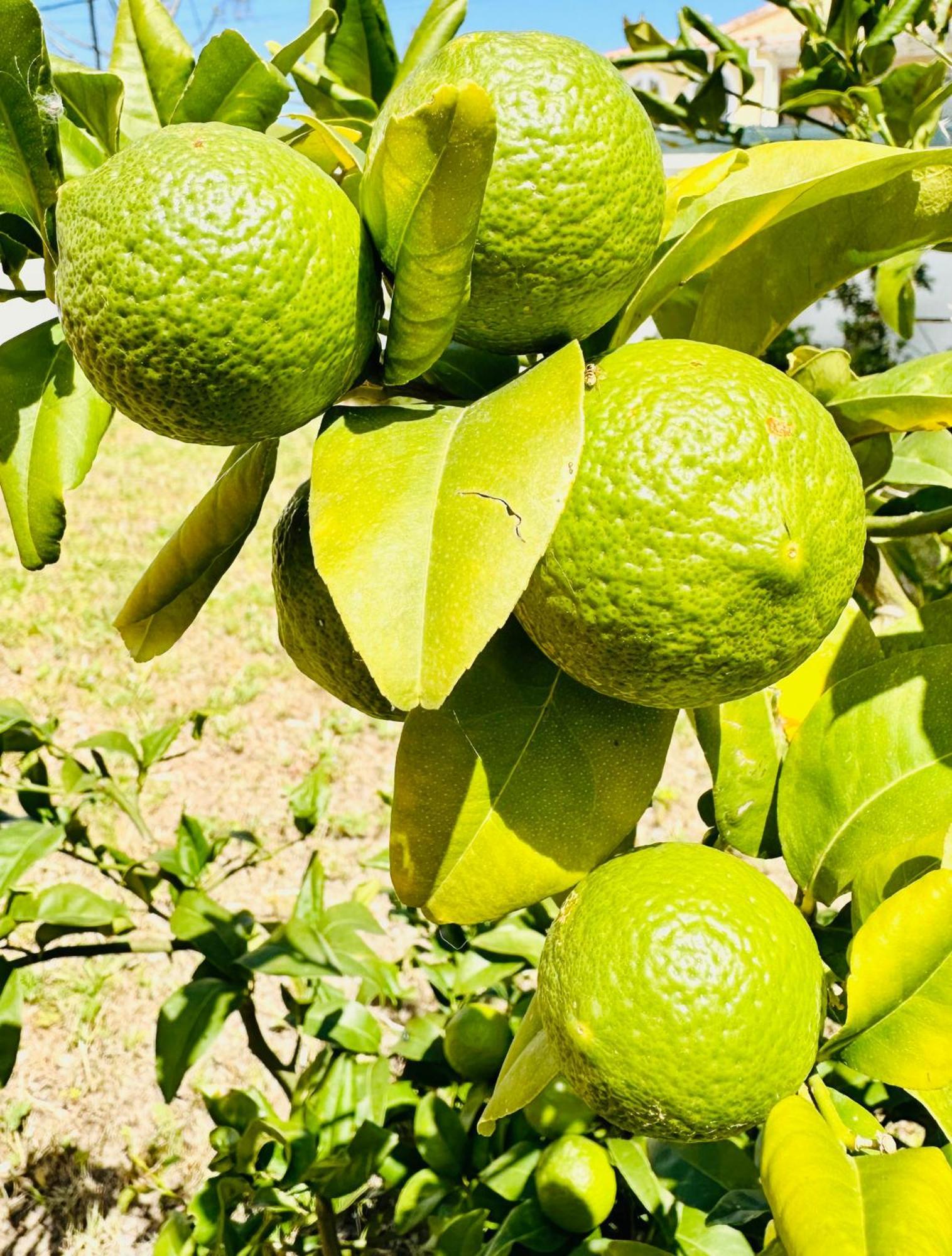 Starbal Villa Es Castell  Ngoại thất bức ảnh